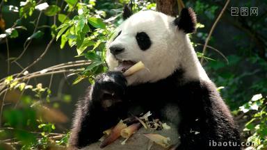 熊猫成都野生动物黑色